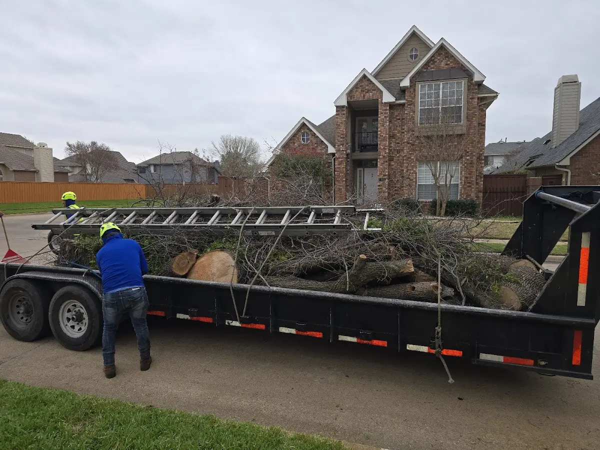 Expert Deadwooding with proper safety equipment in Glyndon